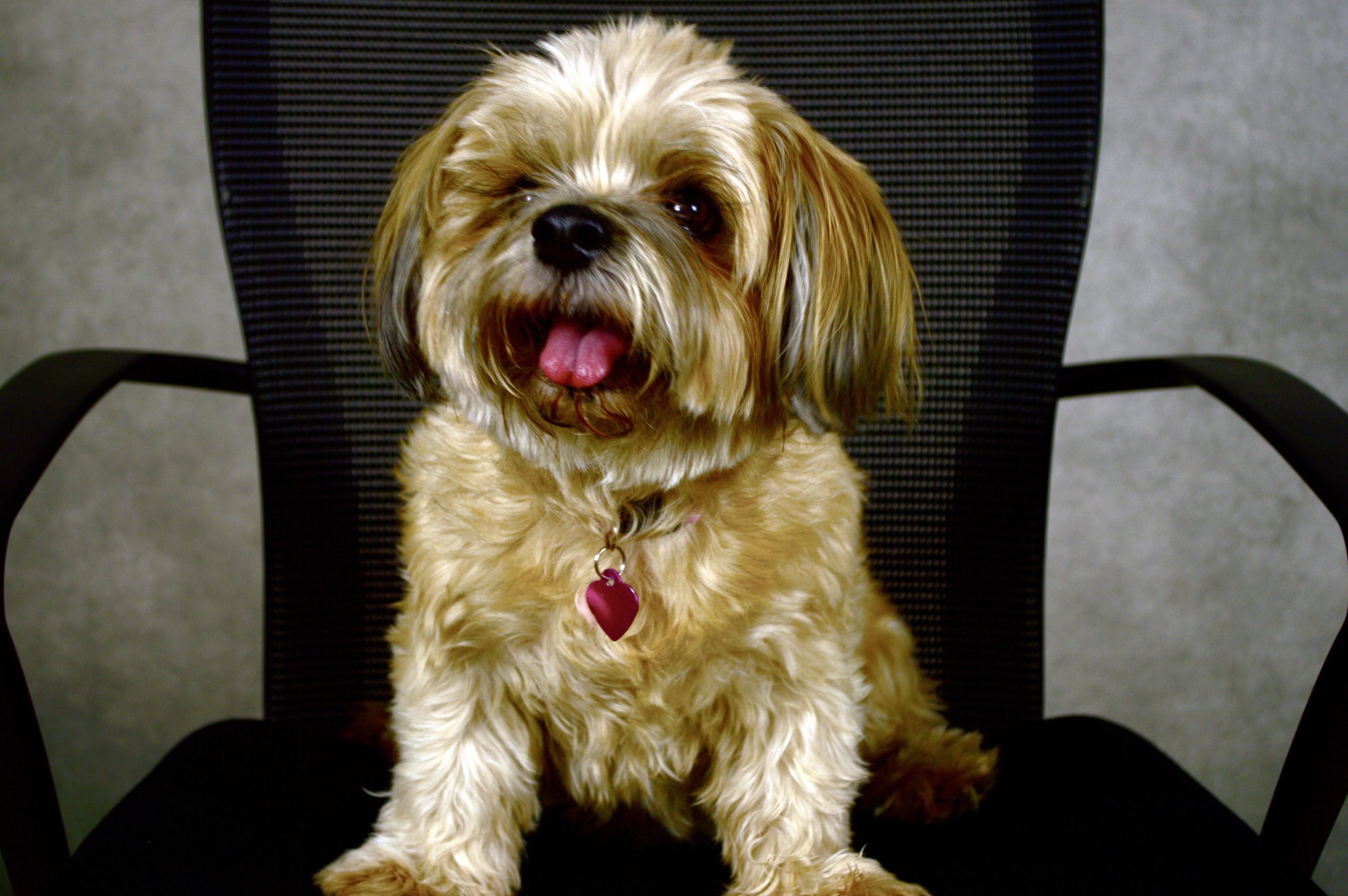 lexi KPCC pup Photo Dog therapy dog